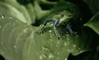 カエル