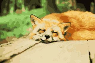 きつねうどん